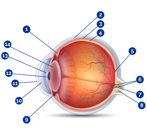 Het oog